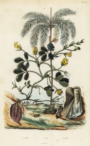 Jordnødde- eller jordnøddeplante, Arachis hypogaea 1, areca-nøddepalme, Areca catechu 2 og toskallede bløddyr Arca semi-torta, Trisidos semitorta 3 af Unbekannt