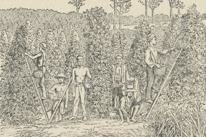 Peberplantage, 1924 af Unbekannt
