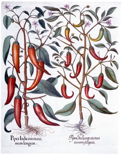 Peberfrugter, 1613 af Unbekannt