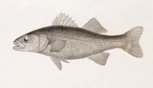 Winding Perch, tæt på af Unbekannt