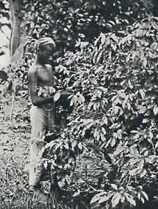 Plukker kaffe, 1916 af Unbekannt