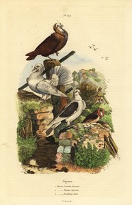 Due Columba livia racer: fransk slips, capuchin nonain, påfugleskælver af Unbekannt