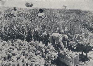 Pine-Apple Field, Queensland, 1923. af Unbekannt