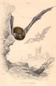 Pipistrelle flagermus Pipistrellus pipistrellus, 1828 af Unbekannt