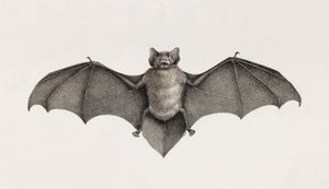 Pipistrelle flagermus, flagermus i Egypten af Unbekannt