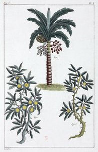 Lægeplanter, Kina af Unbekannt