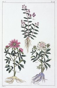 Lægeplanter, Kina af Unbekannt