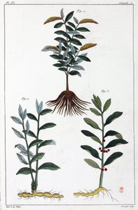Lægeplanter, Kina af Unbekannt