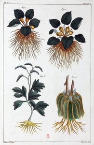 Lægeplanter, Kina af Unbekannt