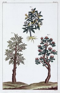 Lægeplanter, Kina af Unbekannt