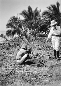 Plantning af kokosnødder, Salomonøen, Fiji, 1905 af Unbekannt