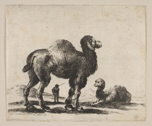 Tavle 17: kameler, fra Diverse dyr Diversi animali, efter 1641. af Unbekannt