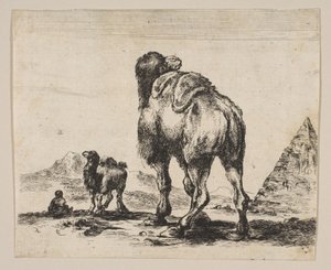 Plade 18: Kamel set bagfra med pyramide til højre, fra Forskellige dyr Di..., efter 1641. af Unbekannt