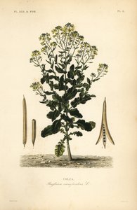 Polsk raps- eller rapsolieplante, Brassica rapa, Brassica campestris, Colza af Unbekannt