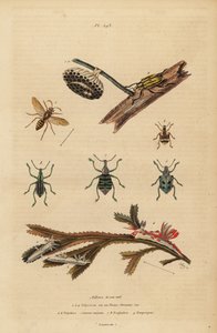 Polistes gallicus, papirhveps og bo, blåsnudebille, Eupholus schoenherri, rodsnudebille, Diaprepes abbreviatus, Polycera søsnegle, Ancula gibbosa, Atlantic ancula, på tang af Unbekannt