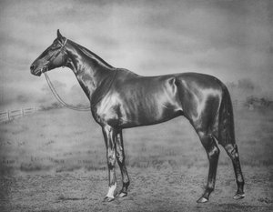 Polymelus, 1902-1924, 1911 af Unbekannt