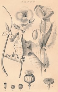 Valmue, c1800-tallet af Unbekannt