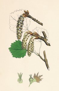 Folket rystede. Aspen, 1800-tallet af Unbekannt