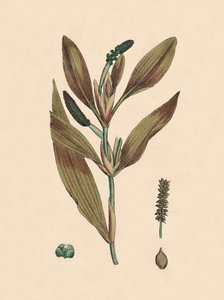 Potamogeton rufescens. Rødlig søle, 1800-tallet af Unbekannt