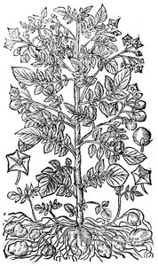 Kartoffel, 1640 af Unbekannt