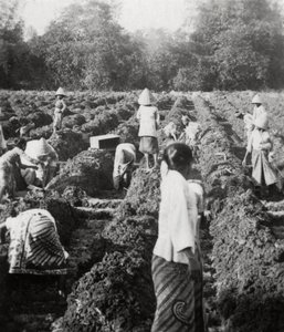 Klargøring af kunstvandingskanaler på en sukkerplantage, Java, Hollandsk Ostindien, 1927 af Unbekannt
