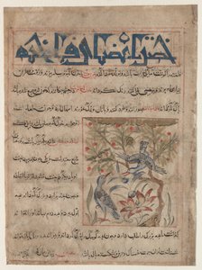 Kvaliteter af Ringdoves recto, Om fordelene ved vagtler verso..., ca. 1300. af Unbekannt