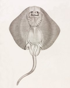 Stribet Ray af Unbekannt