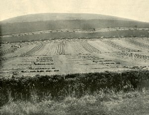 Reaper & Binder Competition, Mount Blowhard, nær Ballarat, 1901. af Unbekannt