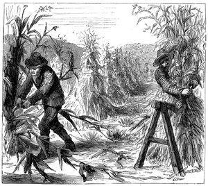 Høst og opsugning af majs til tørre, Lake Drie, Canada, 1880 af Unbekannt