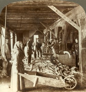 Modtagelse af fisk fra søfartøjer og pakning til eksport - fiskelager, Aalesund, Norge, c1905. af Unbekannt