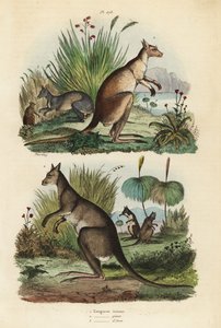 Rød kænguru, Macropus rufus 1, østlig grå kænguru, Macropus giganteus 2 og mørk wallaby, Thylogale brunii 3 af Unbekannt