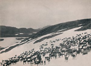 Rensdyr på bjergene, 1914. af Unbekannt