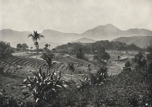 Rismarker anlagt i terrasser, 1926 af Unbekannt