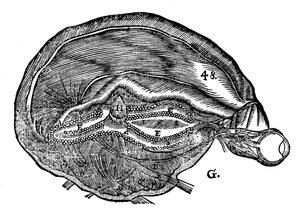 Rene Descartes diagram over den menneskelige hjerne og øje, 1692 af Unbekannt
