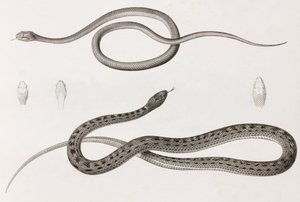 Krybdyr: to nærbilleder af illustrationer af slanger af Unbekannt