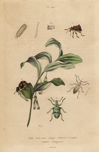 Rhigus, Platyoma og Cyphus snudebiller, børstet tusindben, Polyxenus pilsner og Kong Salomons-sæl, Polygonatum odoratum af Unbekannt