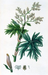 Rabarber, 1823 af Unbekannt