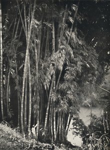 Riesenbambus Dendrocalamus giganteus i Peradeniya bei Kandy, 1926 af Unbekannt