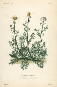 Romersk kamille eller kamille, Chamaemelum nobile, Anthemis nobilis, Camomille romaine af Unbekannt