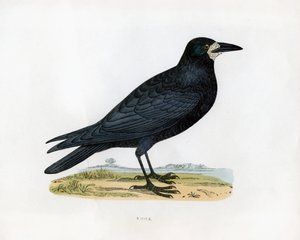 Rook, c1800-tallet af Unbekannt