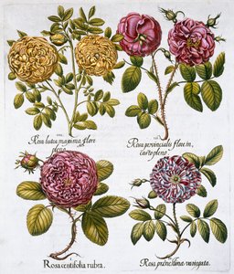 Roser, 1613 af Unbekannt