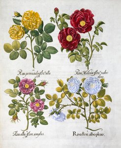 Roser, 1613 af Unbekannt