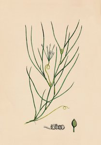 Ruppia spiralis. Greater Ruppia, 1800-tallet af Unbekannt