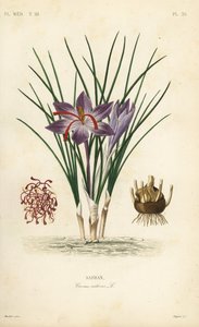 Safrankrokus, Crocus sativus, Safran af Unbekannt