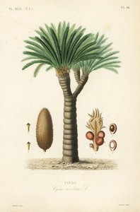 Sagopalme, konge sago, sago cycad eller japansk sagopalme, Cycas revoluta, Cycas af Unbekannt