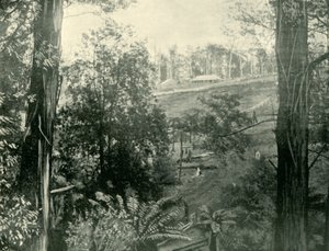 Scene ved Upper Gembrook, Victoria, 1901. af Unbekannt