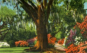 Scene i Magnolia Gardens, nær Charleston, S.C., 1942. af Unbekannt