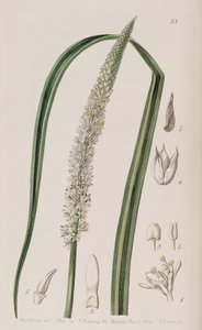 Sko ocaulon officinale af Unbekannt