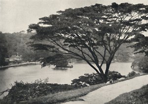 Sø, Temple of the Sacred Tooth Reed og bibliotek i Kandy, set øst fra Victoria Drive, 192 af Unbekannt