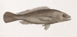 Serran Airain, tæt på af Unbekannt